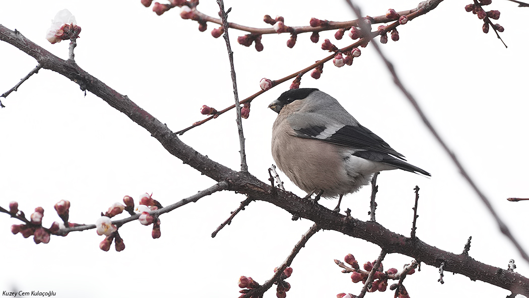Eurasian Bullfinch