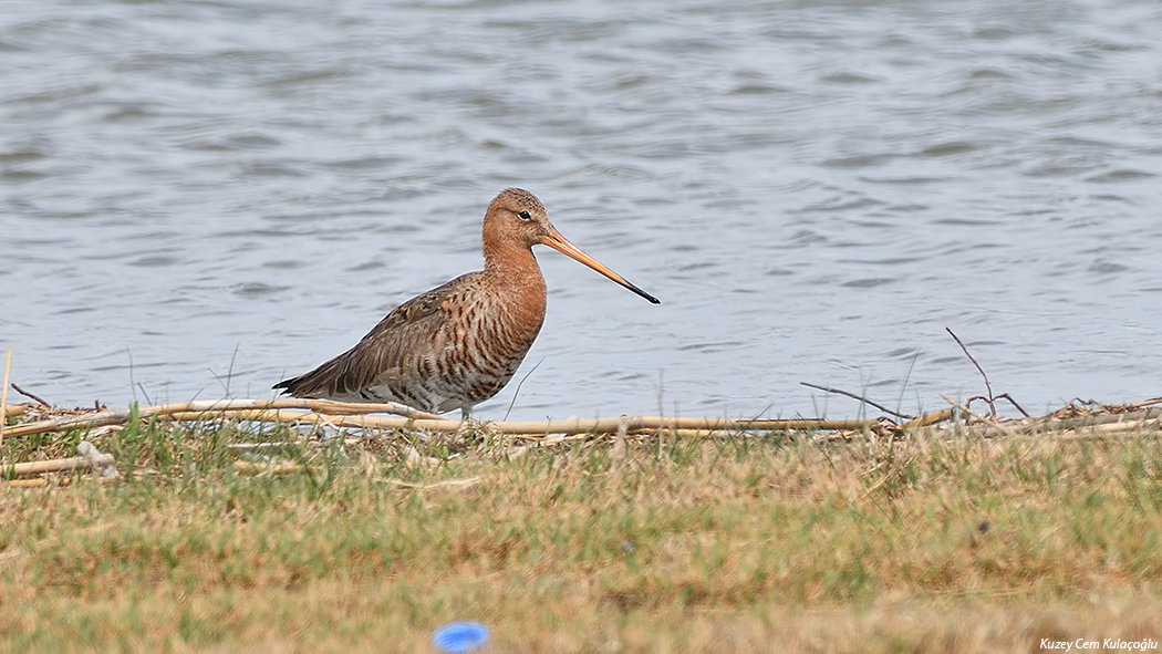 Black-tailed Godwit