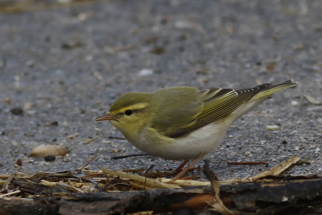 Wood Warbler