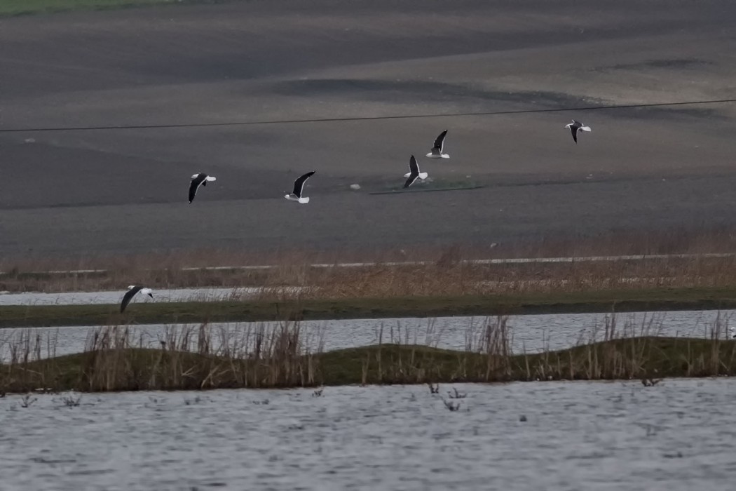 Lesser Black-backed Gull