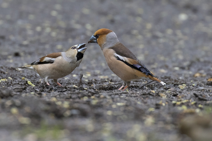 Hawfinch