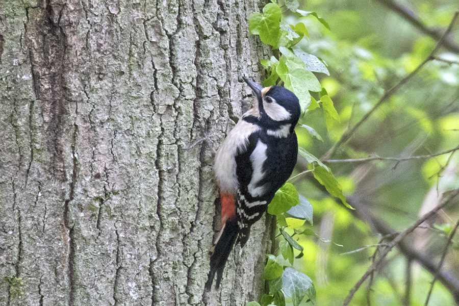Great Spotted Woodpecker