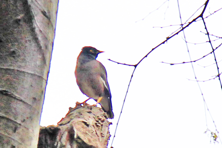 Common Myna