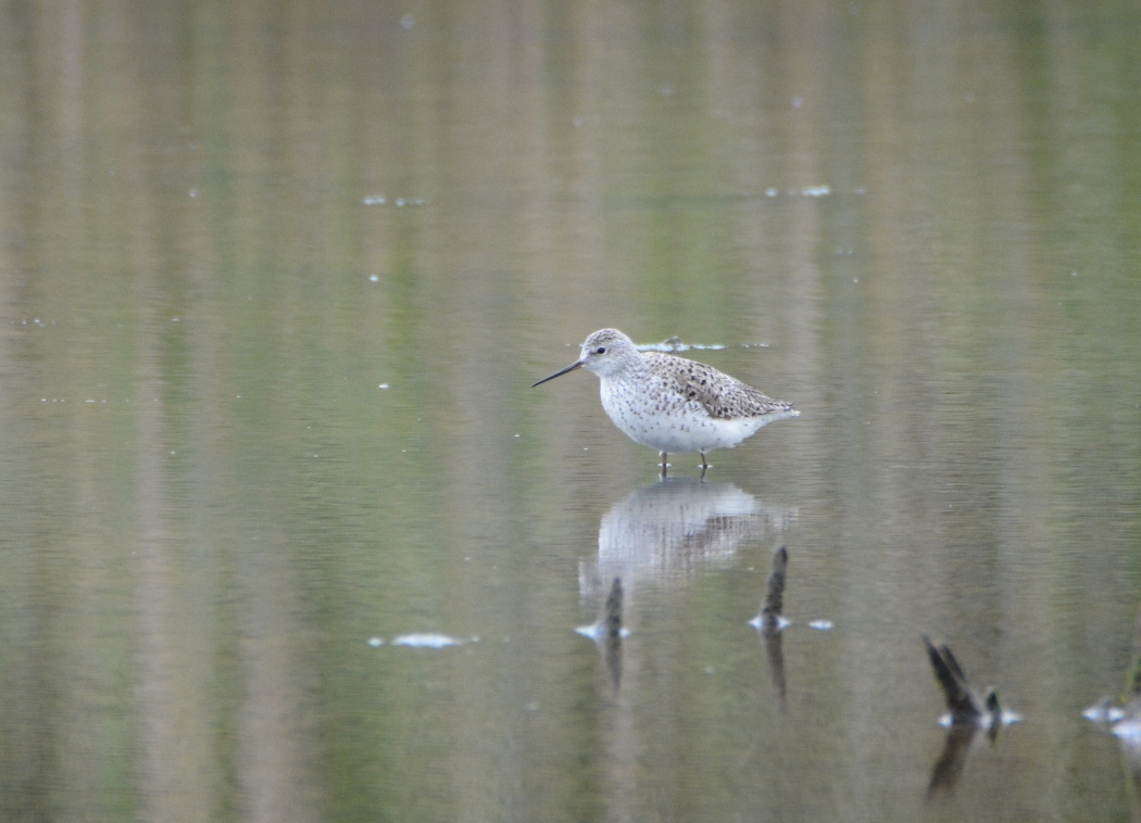 Marsh Sandpiper