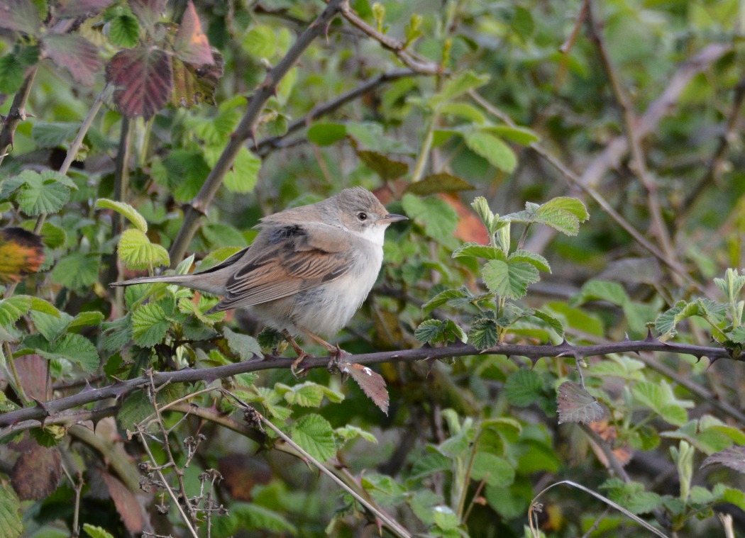 Common Whitethroat