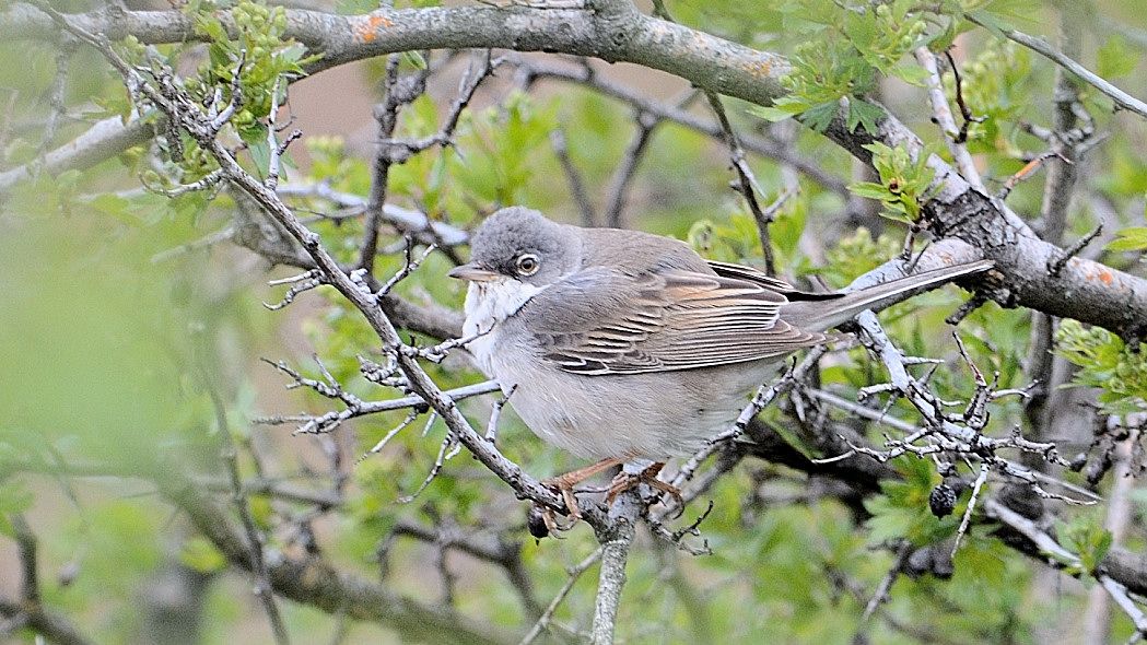 Common Whitethroat