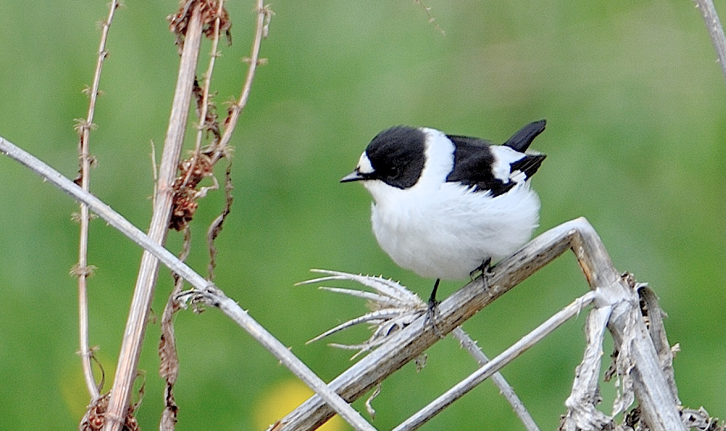 Collared Flycatcher