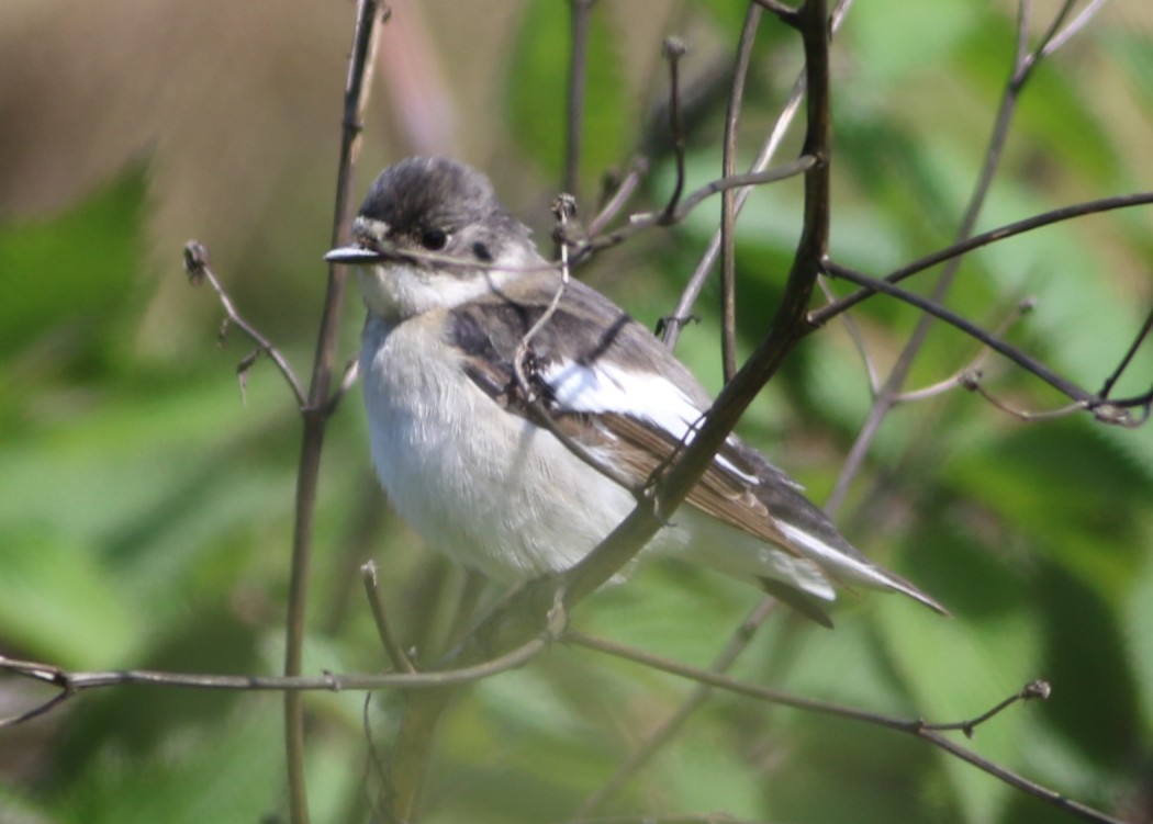 European Pied Flycatcher