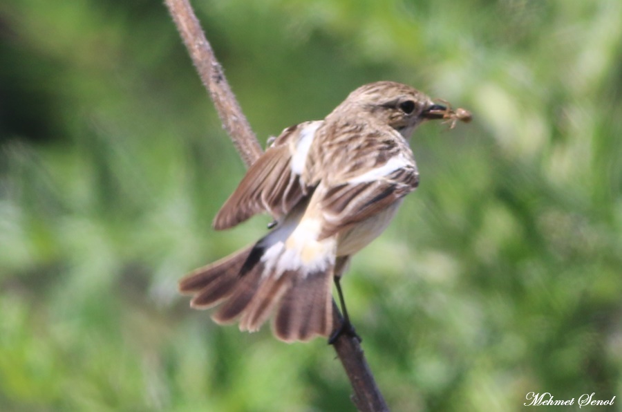 Whinchat