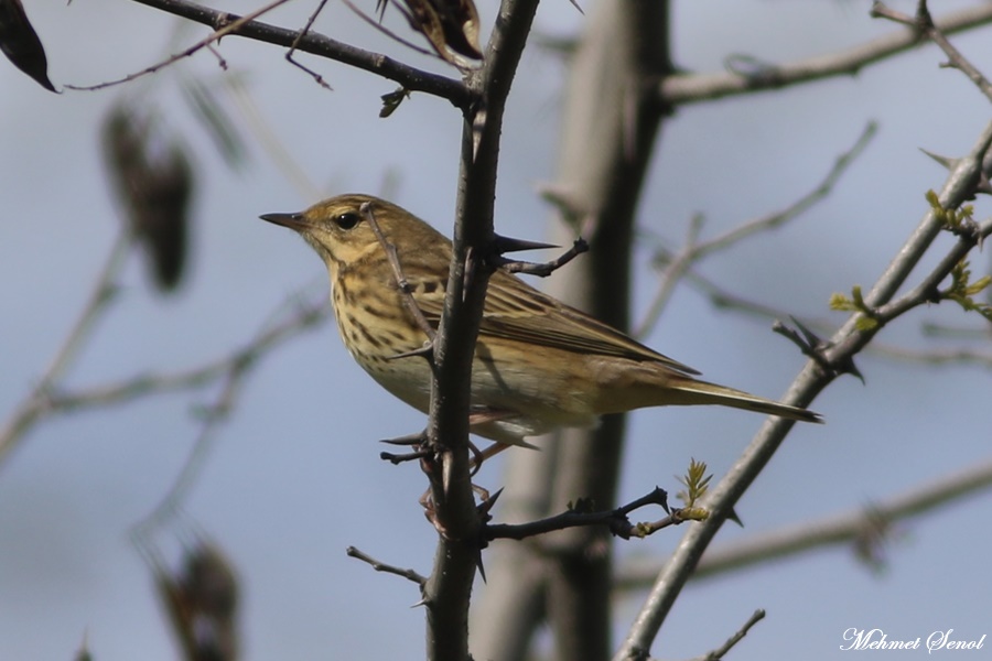 Tree Pipit