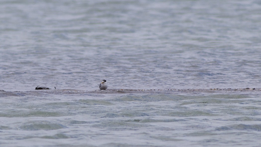 Little Tern