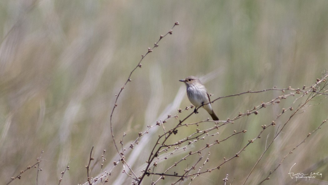 Spotted Flycatcher