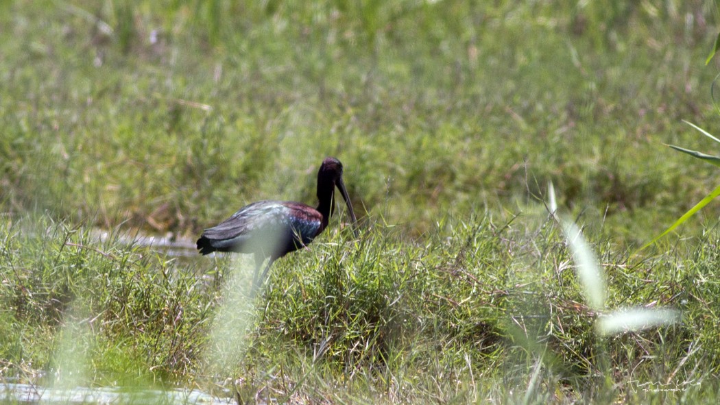 Glossy Ibis