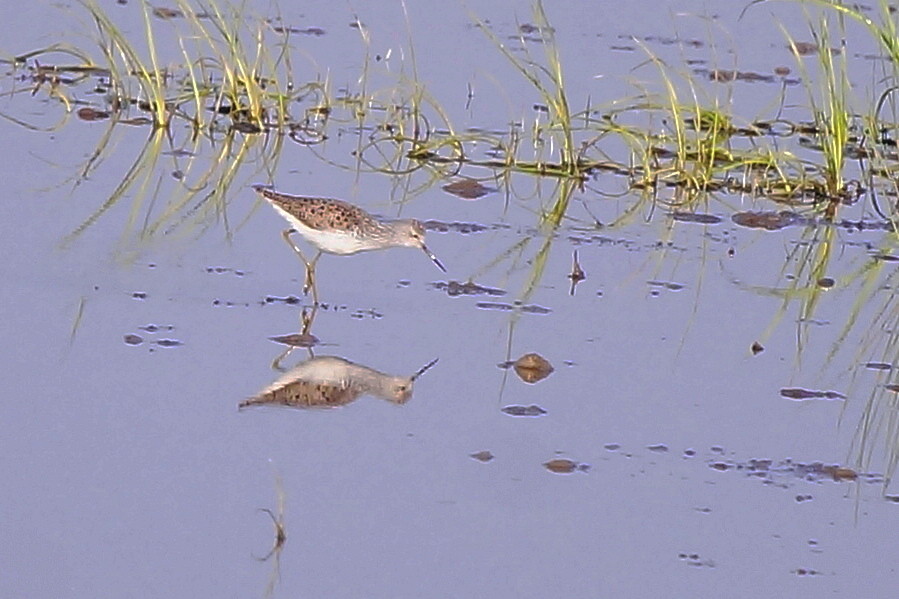 Marsh Sandpiper
