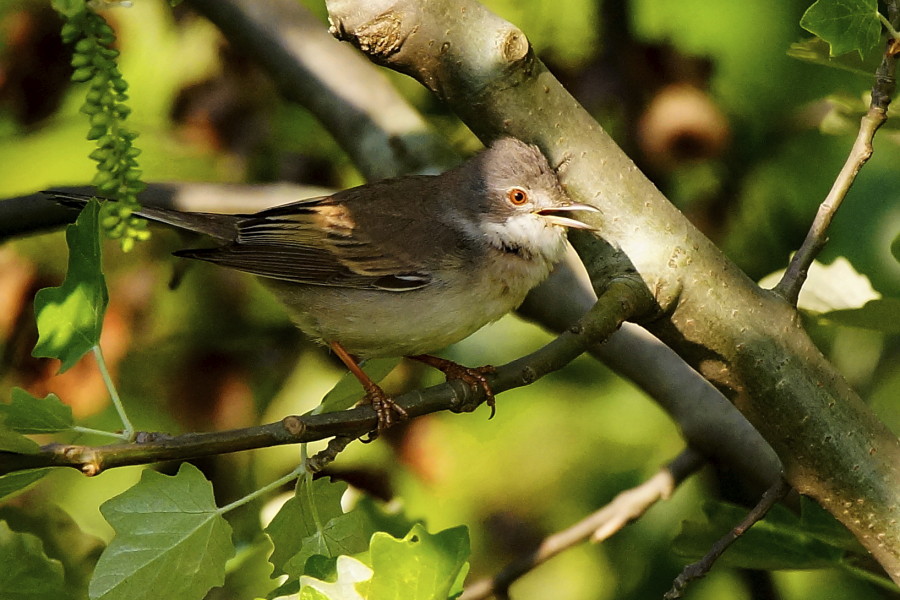 Common Whitethroat