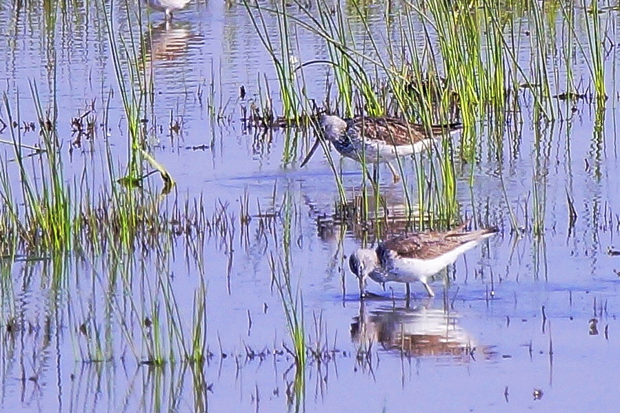 Common Greenshank