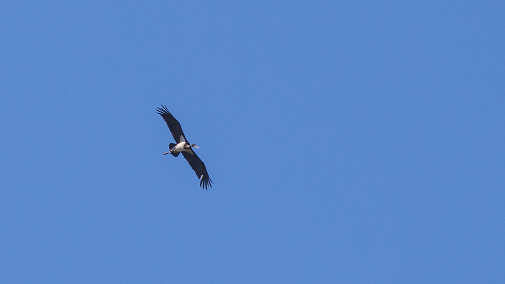 Black Stork
