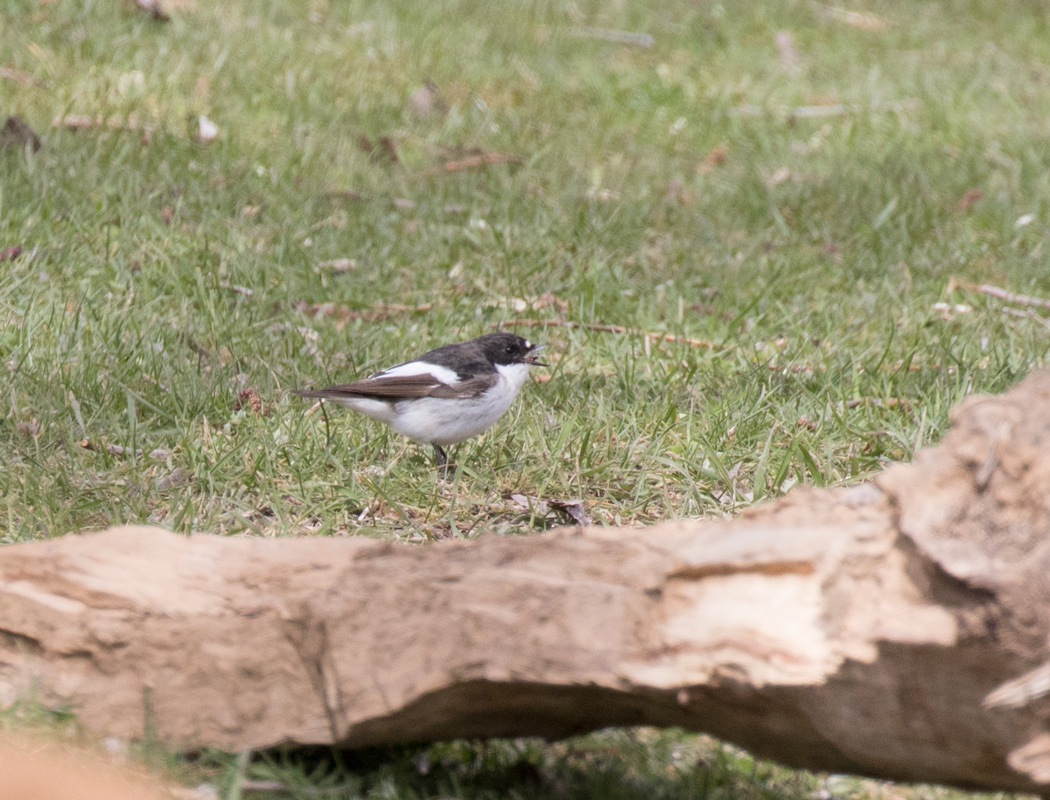 European Pied Flycatcher