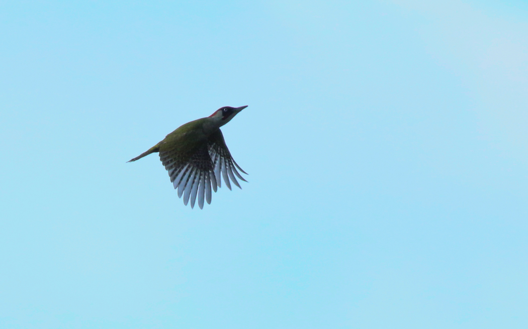 European Green Woodpecker