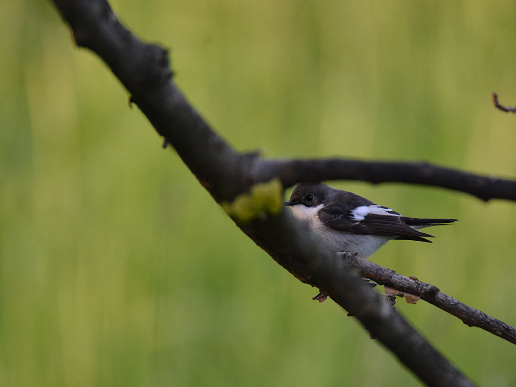European Pied Flycatcher