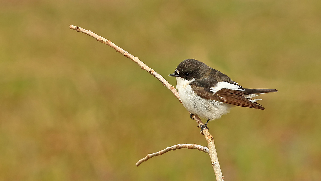 European Pied Flycatcher