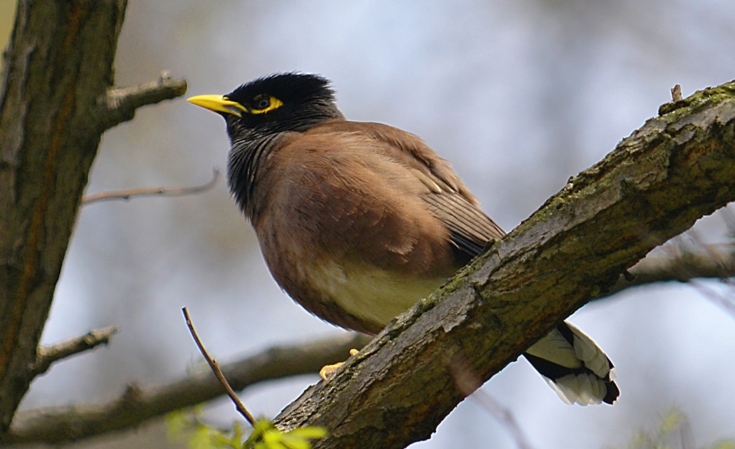 Common Myna