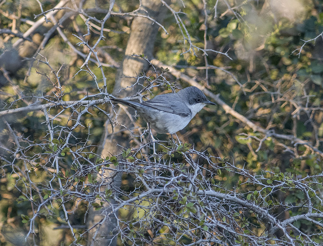 Eastern Orphean Warbler