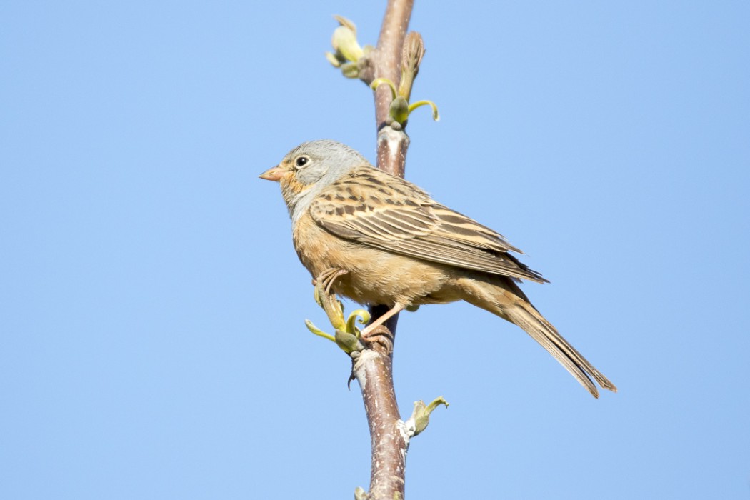 Cretzschmar`s Bunting