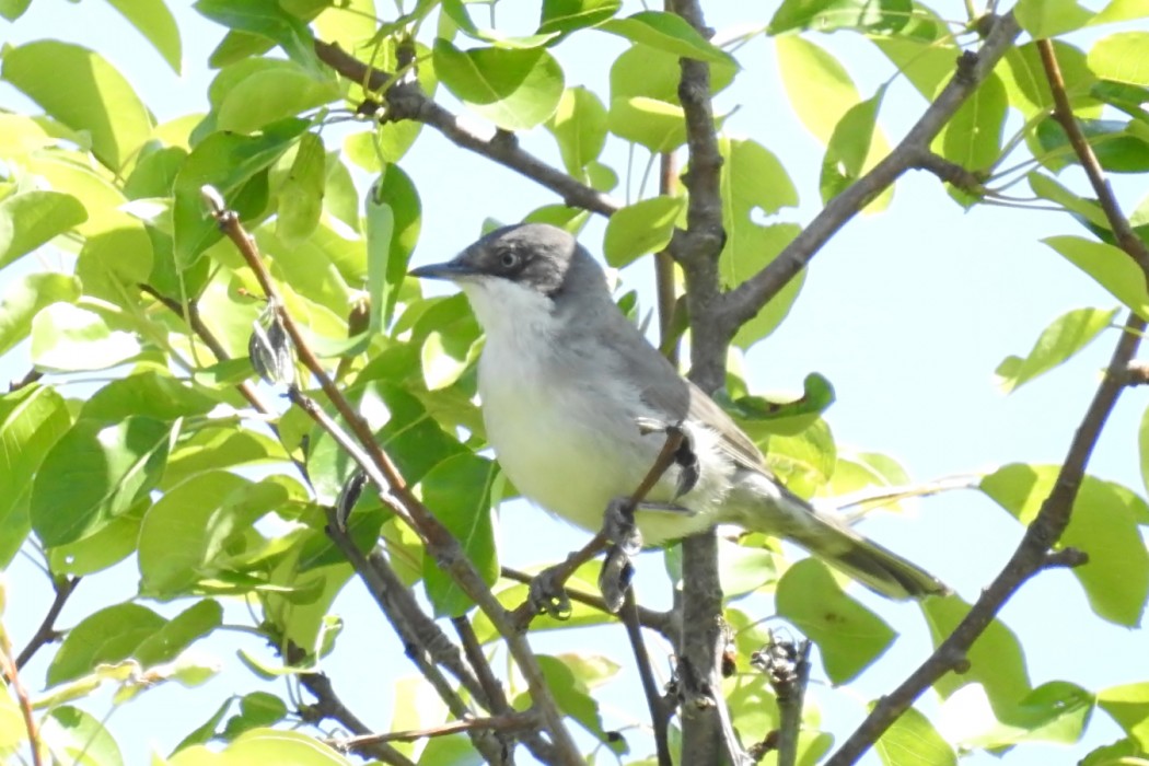 Eastern Orphean Warbler