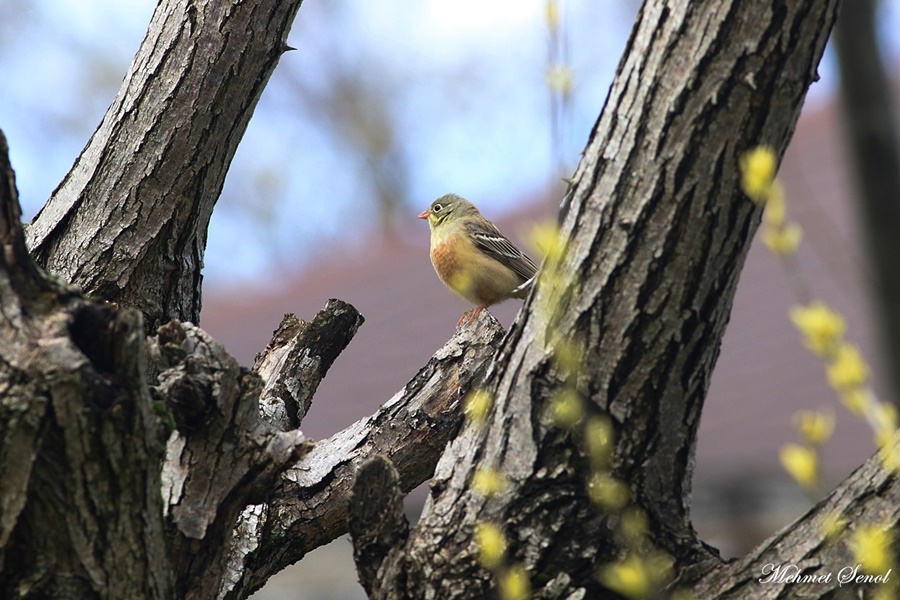 Ortolan Bunting