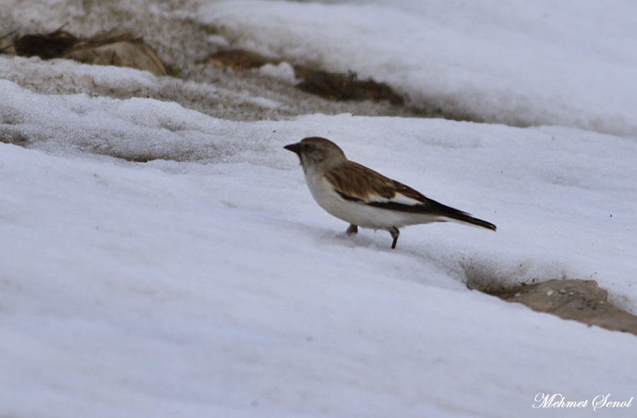 White-winged Snowfinch