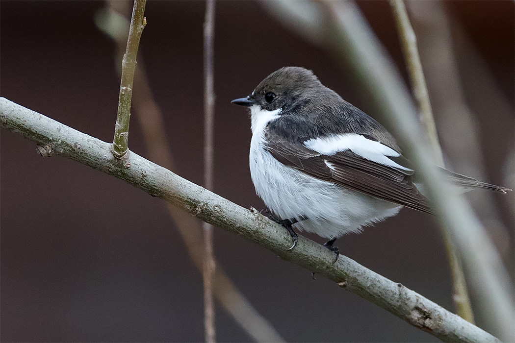 European Pied Flycatcher