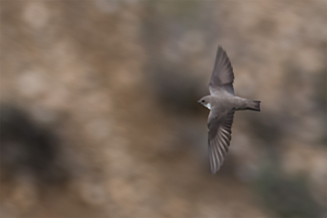 Eurasian Crag Martin