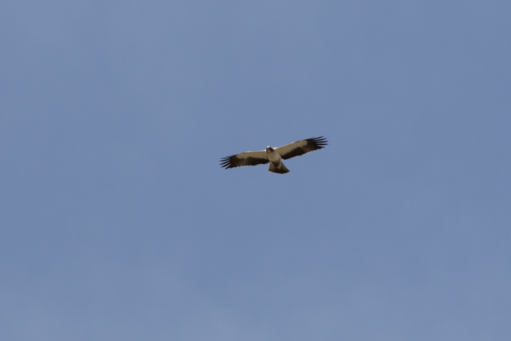 Küçük Kartal