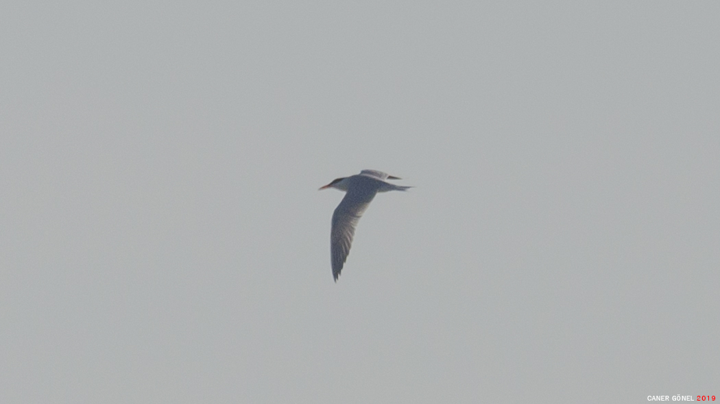 Caspian Tern