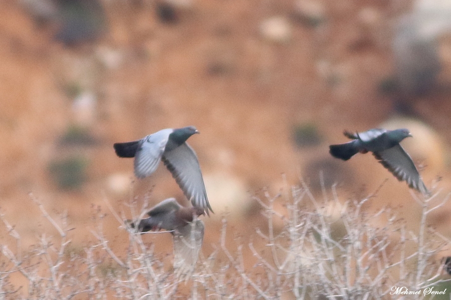 Rock Dove