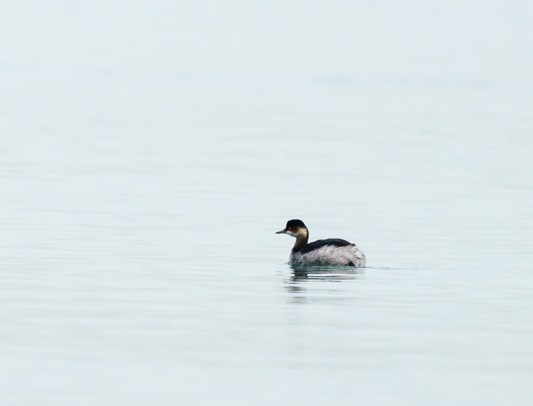 Black-necked Grebe
