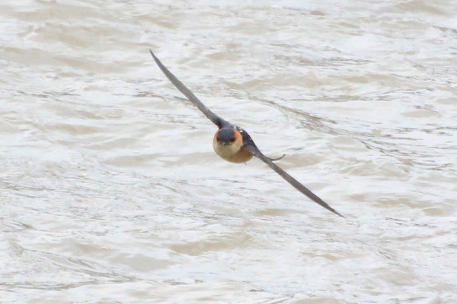 European Red-rumped Swallow