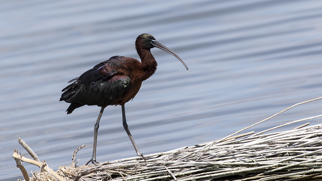 Glossy Ibis