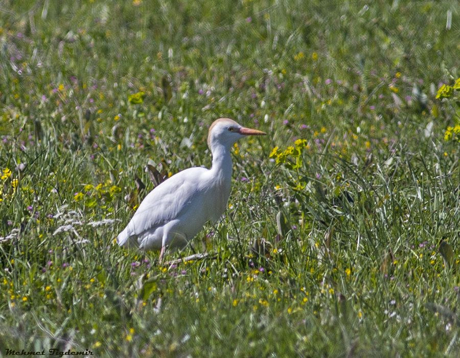 Western Cattle Egret