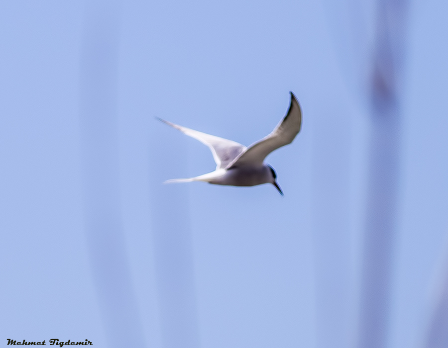 Common Tern