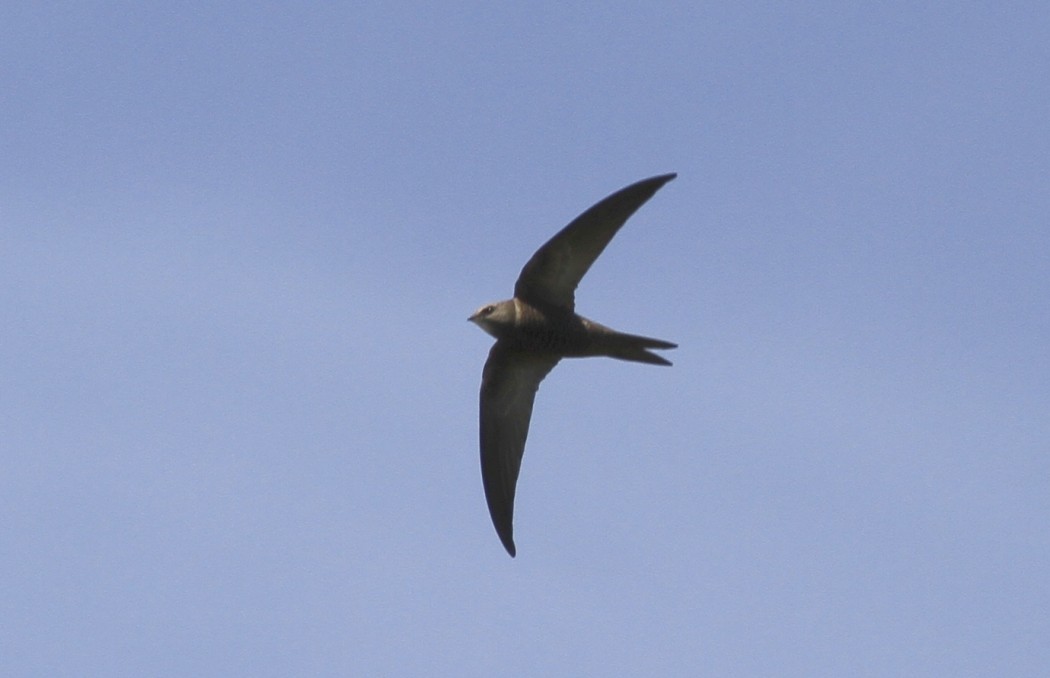 Pallid Swift