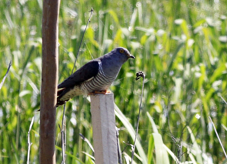Common Cuckoo