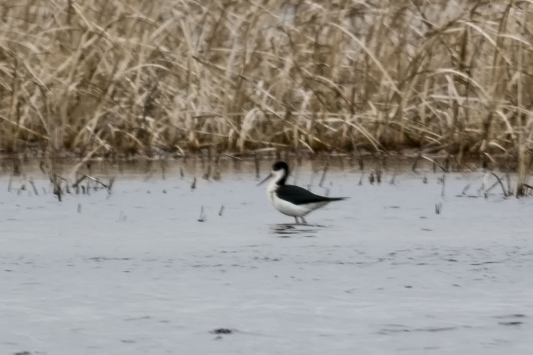 Black-winged Stilt