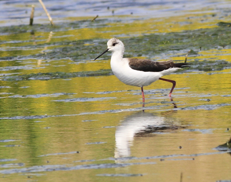 Black-winged Stilt