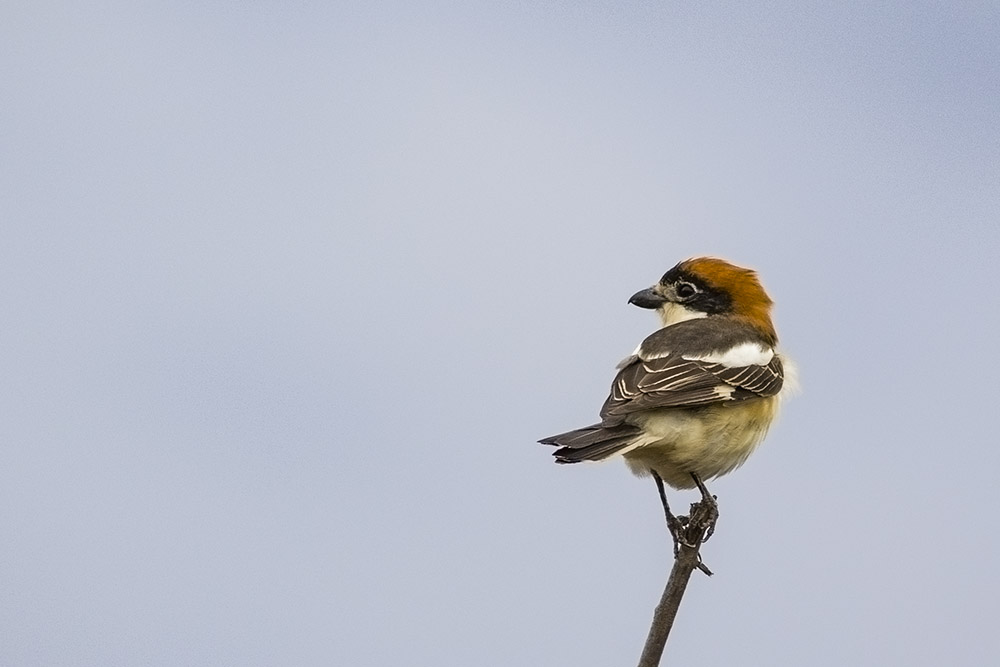 Woodchat Shrike