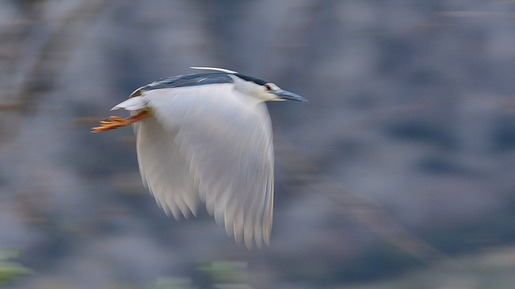 Black-crowned Night Heron