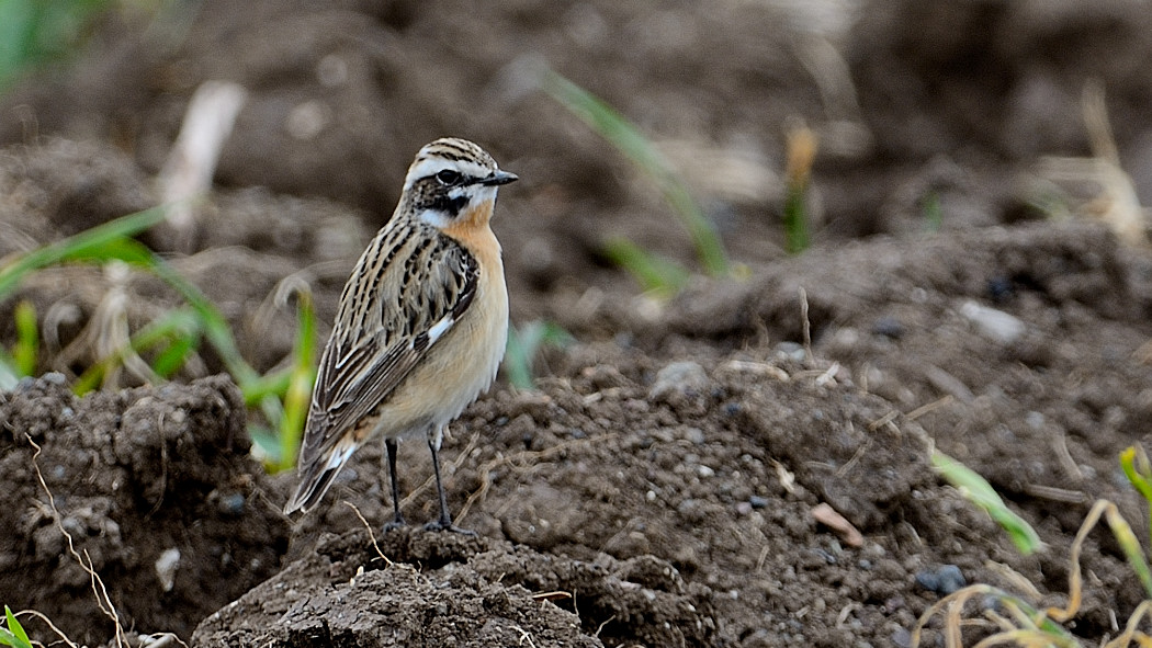 Whinchat