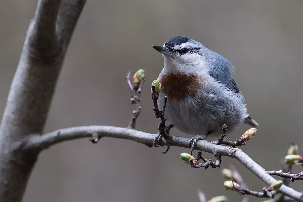 Krüper`s Nuthatch