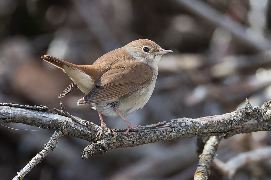 Common Nightingale